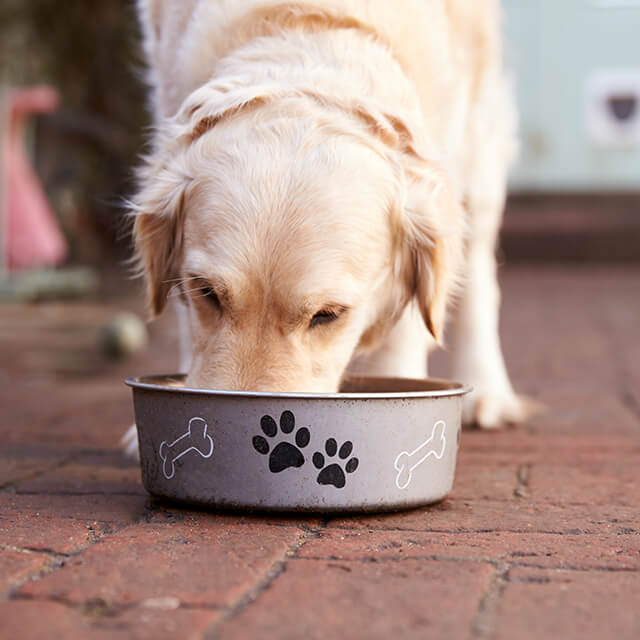 Hund frisst aus Napf