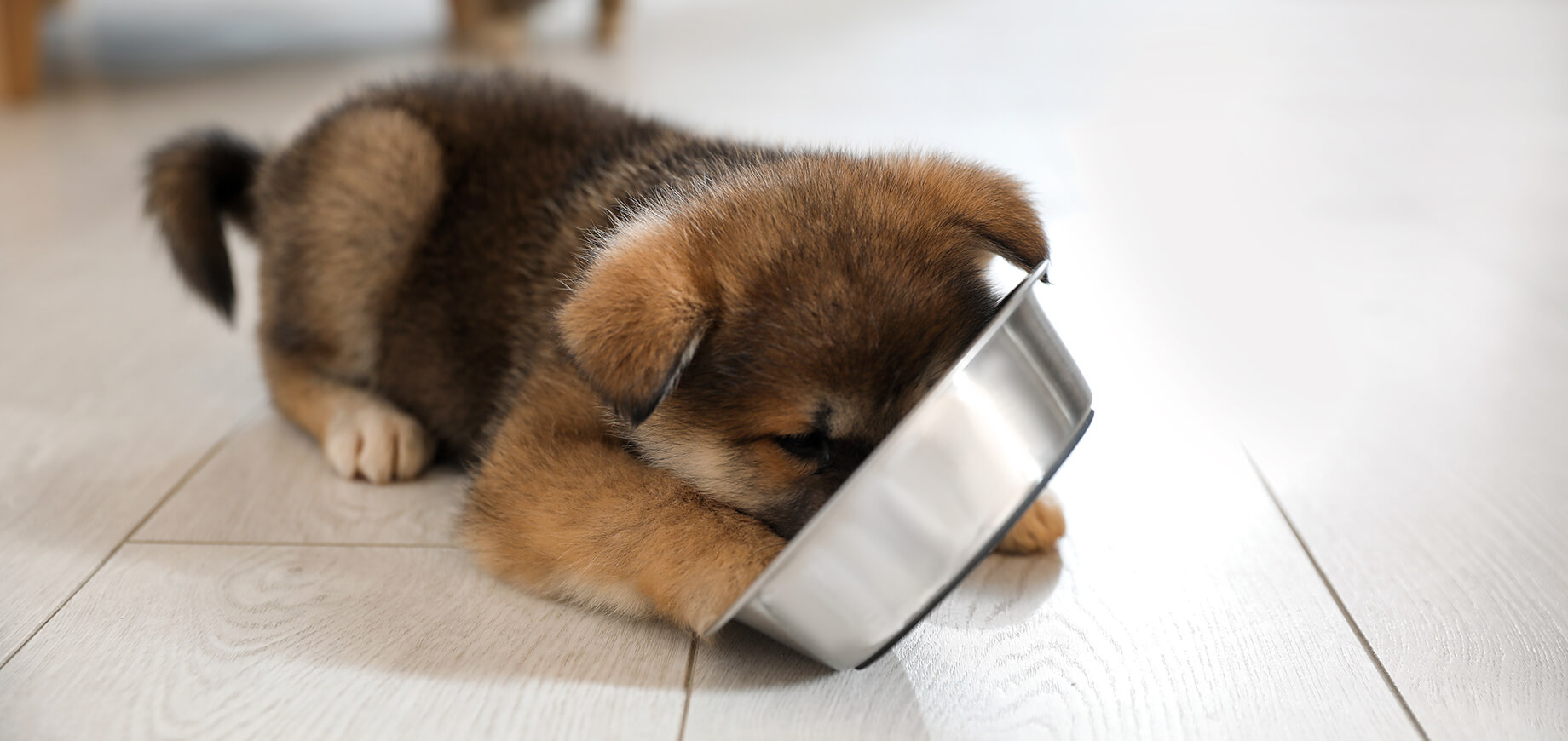 Welpe frisst aus Napf