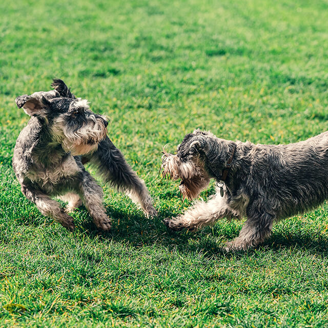 Hund bellt einen anderen Hund an