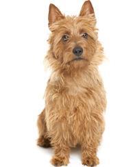 large_australian-terrier-0-636246614236241981.jpg