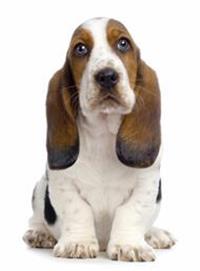 large_basset-hound-0-636246615920844981.jpg