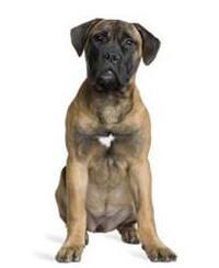 large_bullmastiff-0-636246621161270465.jpg