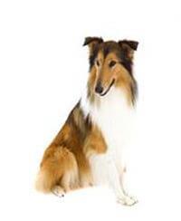 large_collie-0-636246624524348981.jpg