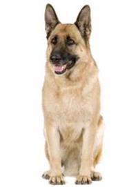 large_deutscher-schaferhund-0-636246632695252981.jpg