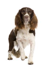 large_englischer-springer-spaniel-0-636246628596670981.jpg