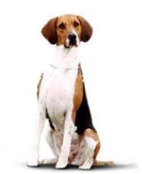 large_foxhound-0-636246630059214981.jpg