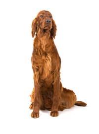 large_irish-red-setter-0-636246637677998981.jpg