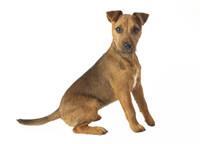 large_lakeland-terrier-0-636246644628827654.jpg