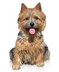 large_norwich-terrier-0-636246647776972832.jpg