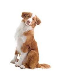 large_nova-scotia-duck-tolling-retriever-0-636246648501125415.jpg