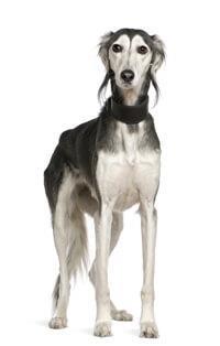 large_saluki-0-636246653164429981.jpg