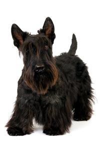 large_scottish-terrier-0-636246654202505981.jpg