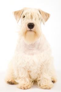 large_sealyham-terrier-0-636246654417670981.jpg