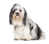 large_shih-tzu-0-636246655098434981.jpg