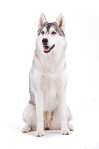 large_siberian-husky-0-636246655277190981.jpg