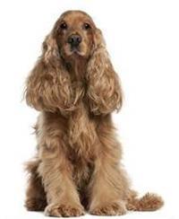 large_sussex-spaniel-0-636246656268447981.jpg