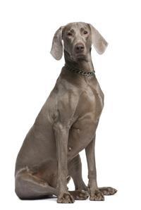 large_weimaraner-0-636246657131448362.jpg