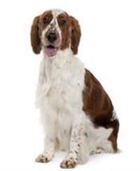 large_welsh-springer-spaniel-0-636246657626246981.jpg