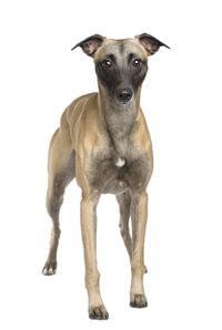 large_whippet-0-636246658063647981.jpg