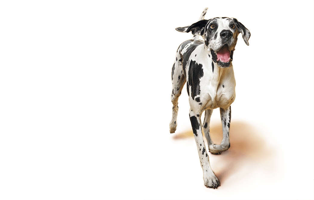 Harlequin Dane