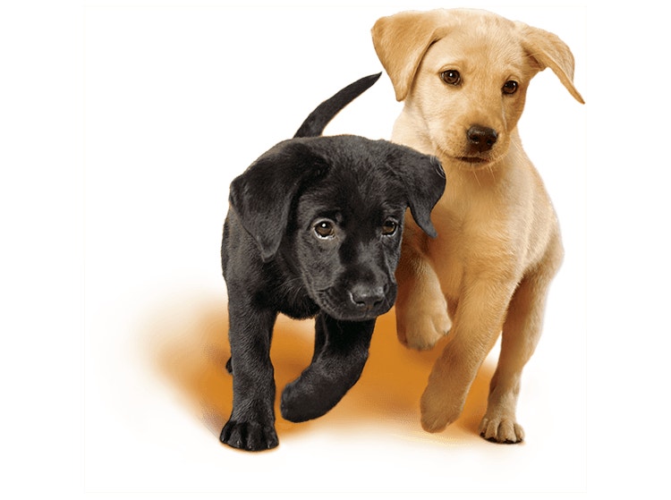 Labrador puppies