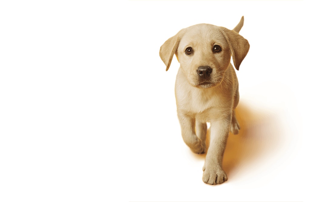 Yellow Labrador Puppy