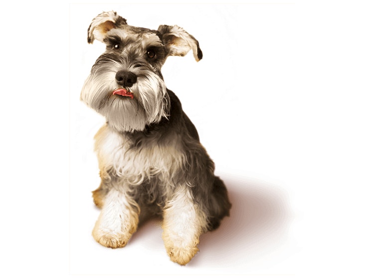 Mini Schnauzer