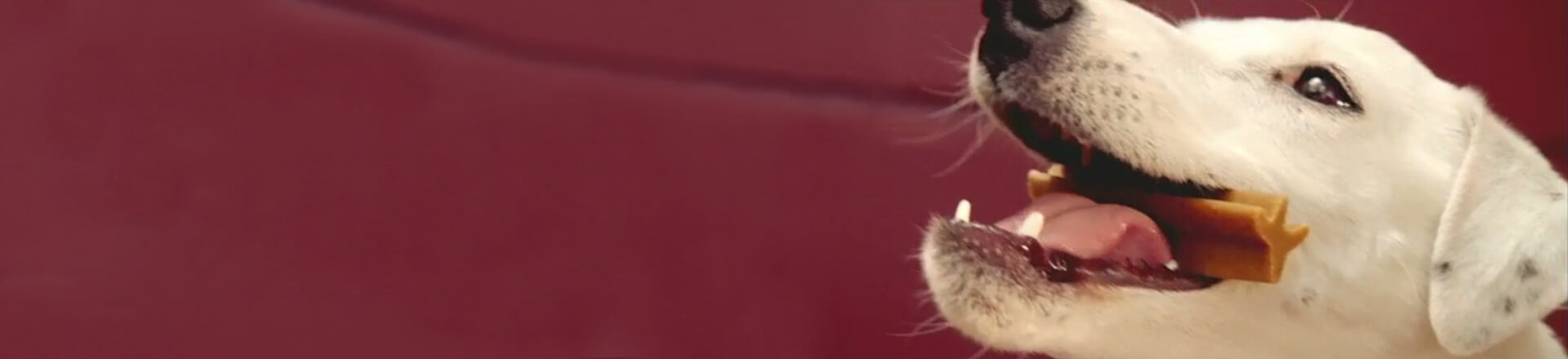 Dentastix Video Image