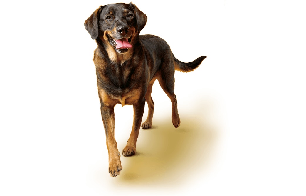 Labrador Schäferhund Mix