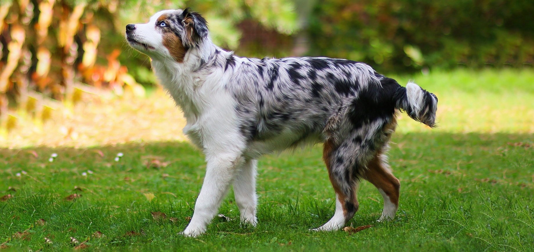 Mit-Ihrem-Hund-oder-Welpen-spielen-detail.png