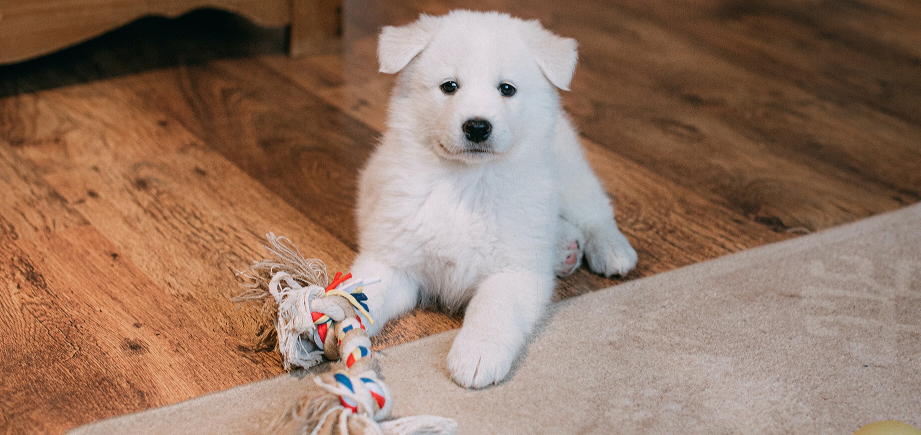 Hund liegend mit einem Spielzeug