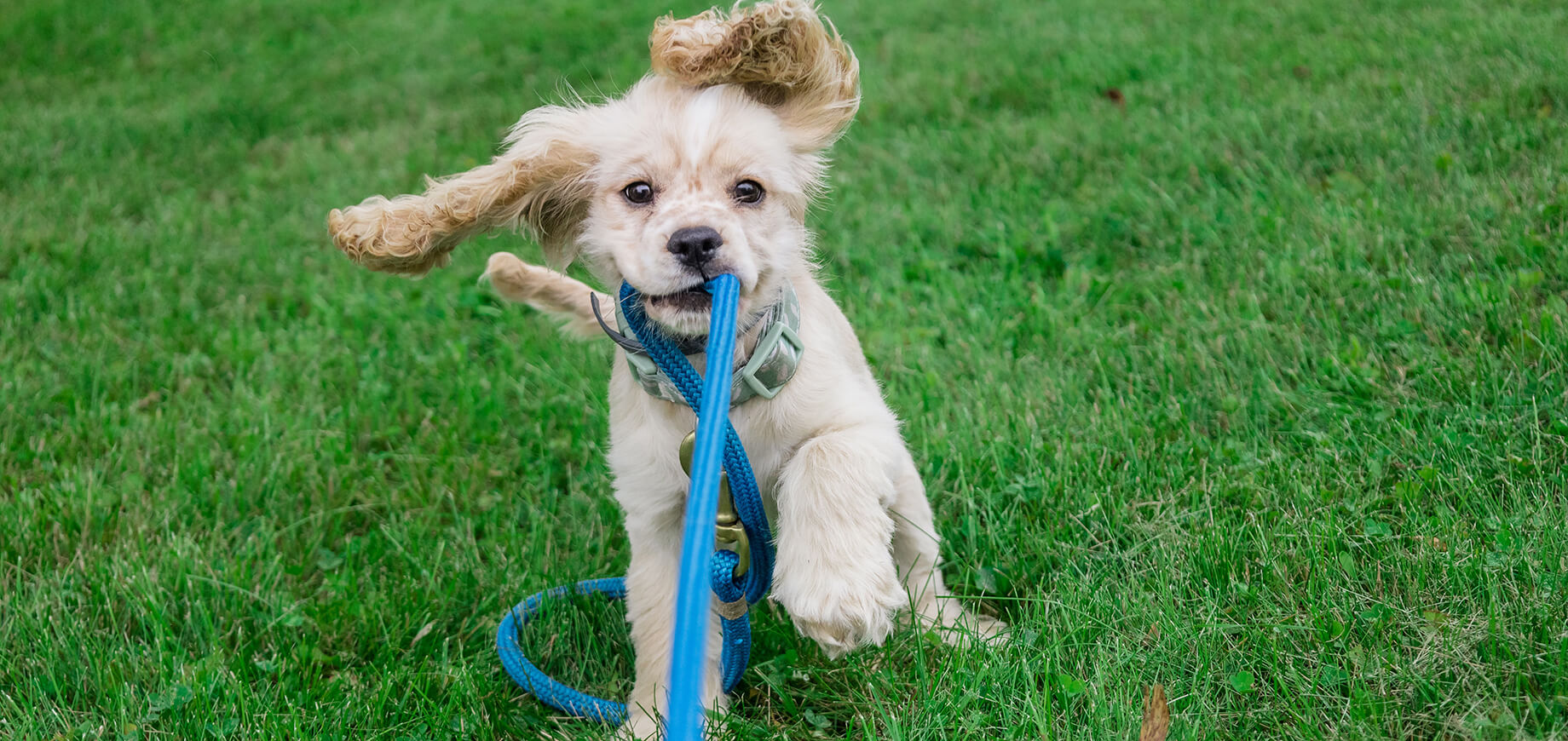 Welpe braucht noch ein bisschen Erziehung