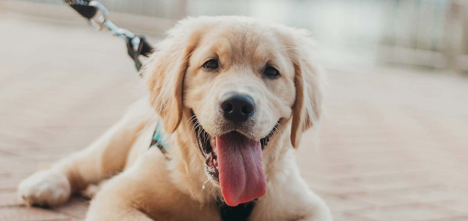 Welpe guckt interessiert in die Kamera