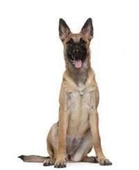 large_belgischer-schaferhund-0-636246616887353867.jpg