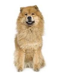 large_chow-chow-0-636246622778900981.jpg