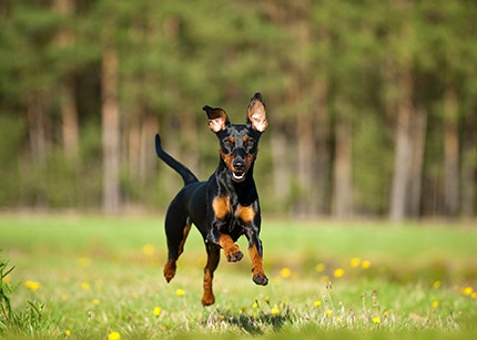 Zwergpinscher