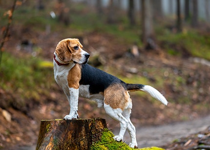 Beagle