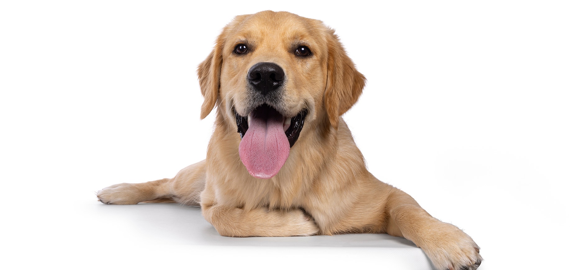 Golden Retriever Hund, der sich mit herausgestreckter Zunge hinlegt.