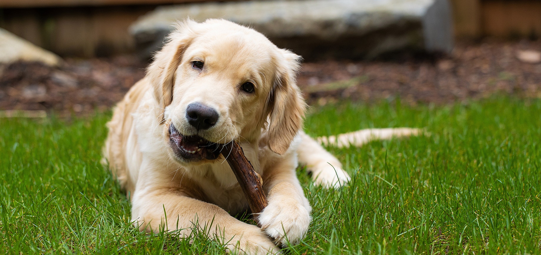 Golden Retriever Hund liegt im Gras und kaut auf einem Spielzeugstock