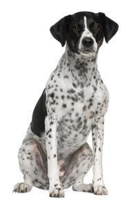 Pointer-Hunderasse