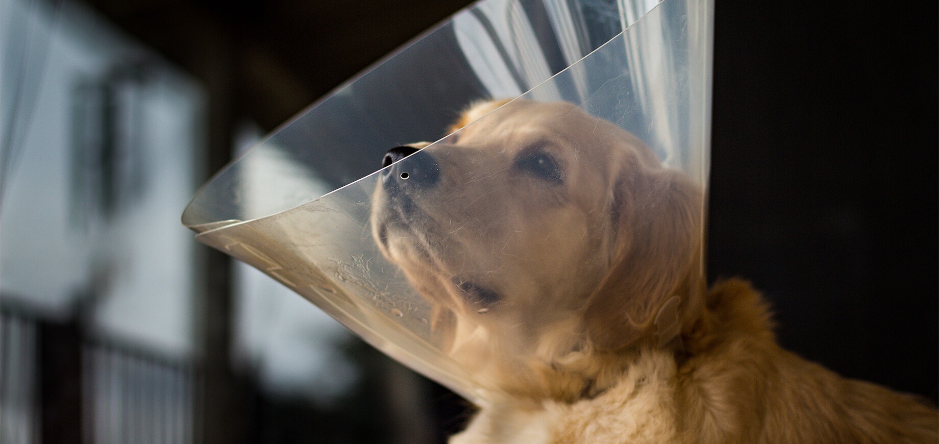 Traurig blickender Hund, der ein elisabethanisches Halsband trägt.