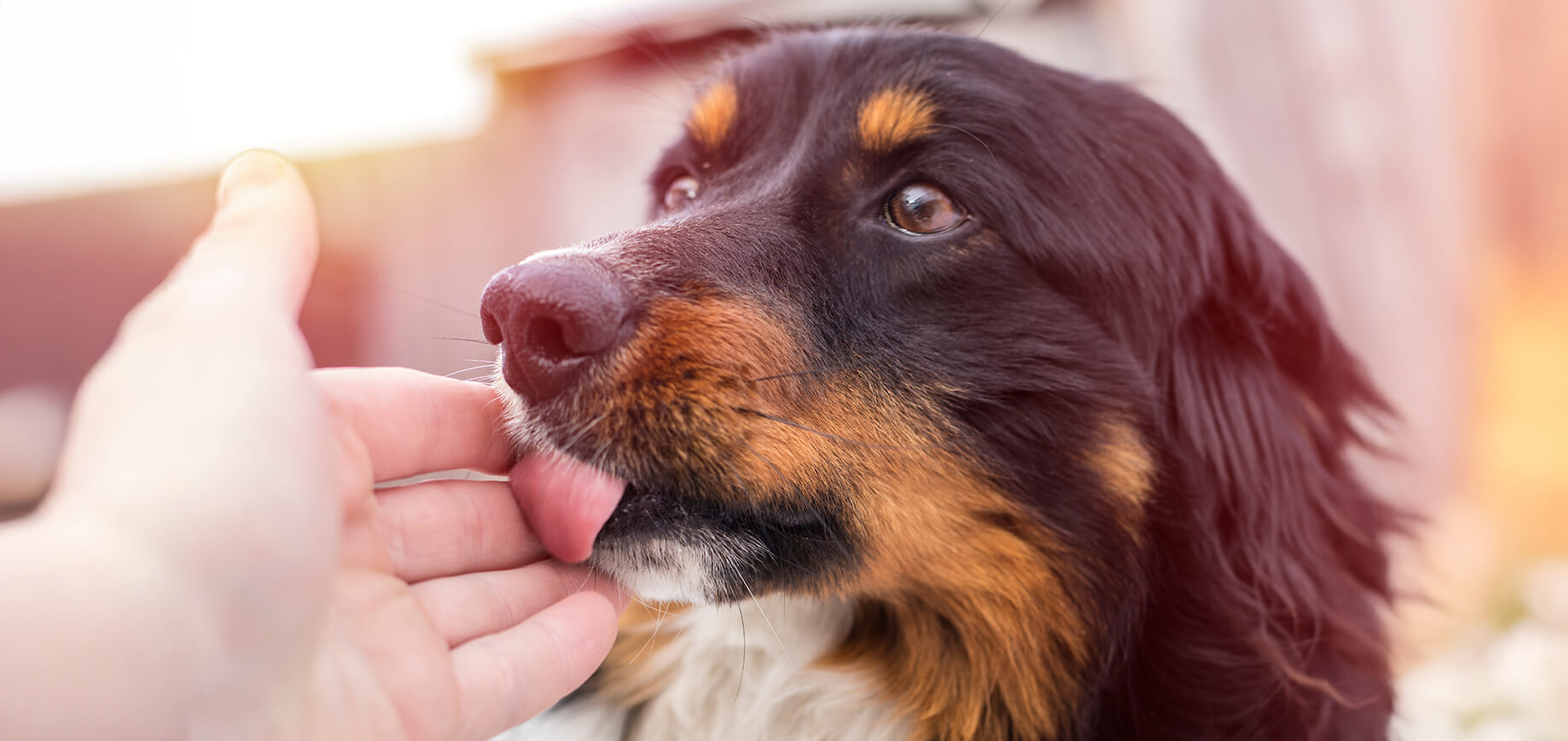 Ein kleiner schwarzer Hund leckt draußen die Hand seines Besitzers