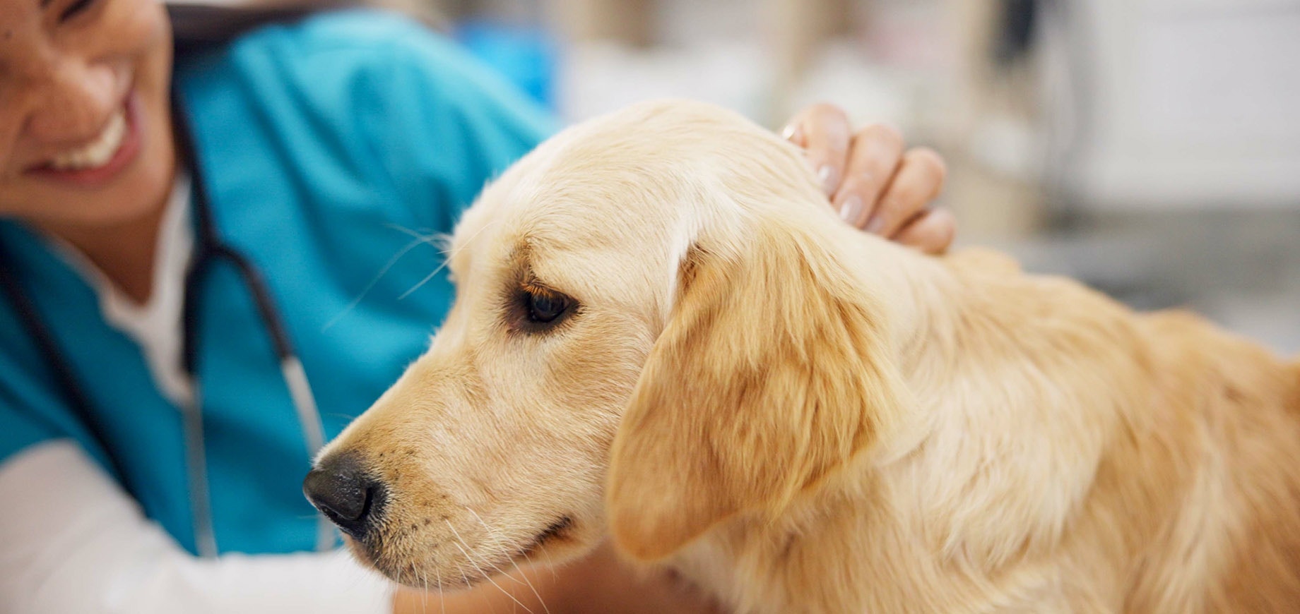 Hund wird von einer Tierärztin untersucht