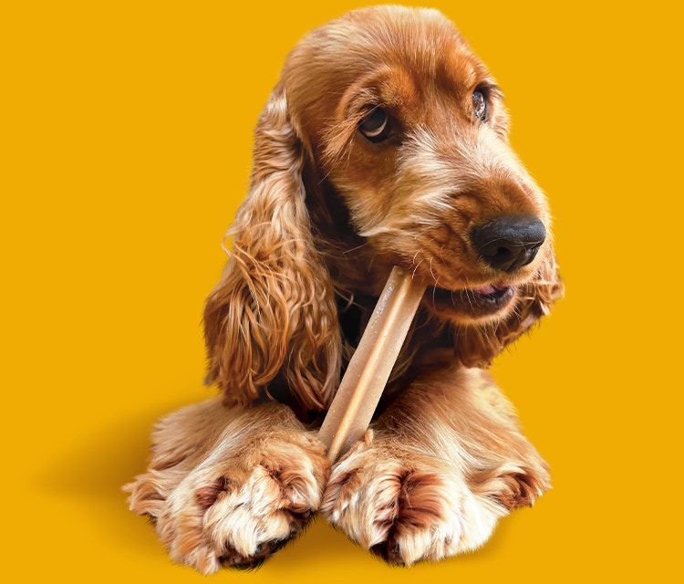 Ein Cocker Spaniel kaut auf einem Pedigree Dentastix Zahnpflegesnack.