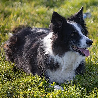 Pedigree Hundeverhalten