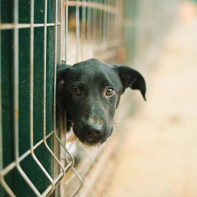 Ein schwarzer Tierschutzhund steckt seinen Kopf aus seinem Käfig