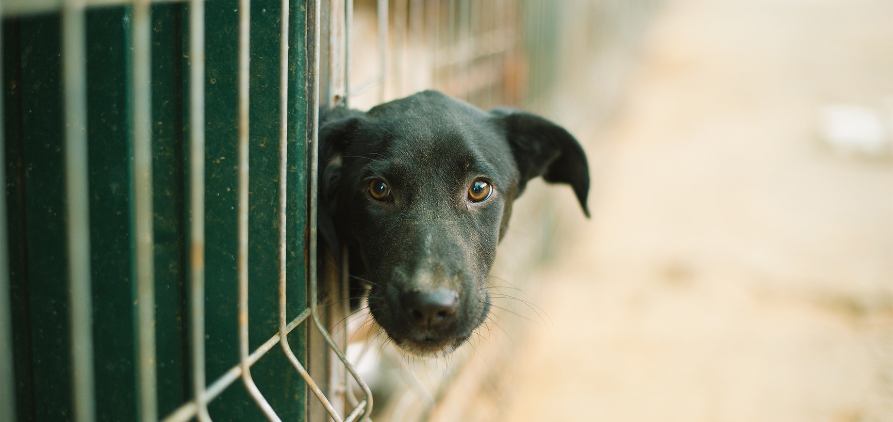 Ein schwarzer Tierschutzhund steckt seinen Kopf aus seinem Käfig