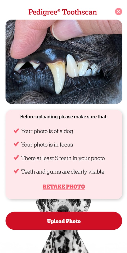 Pedigree Foto machen