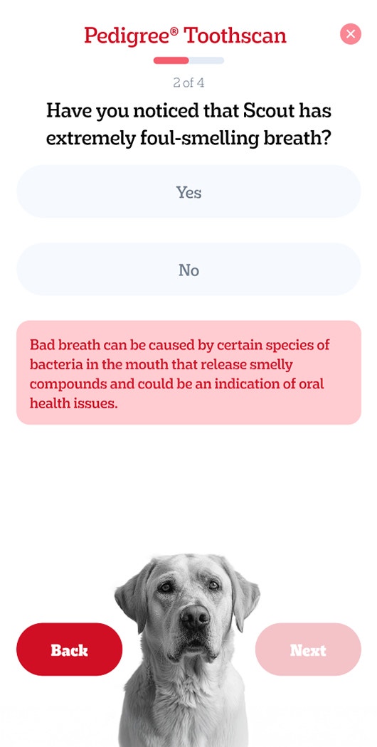 Pedigree Fragen beantworten