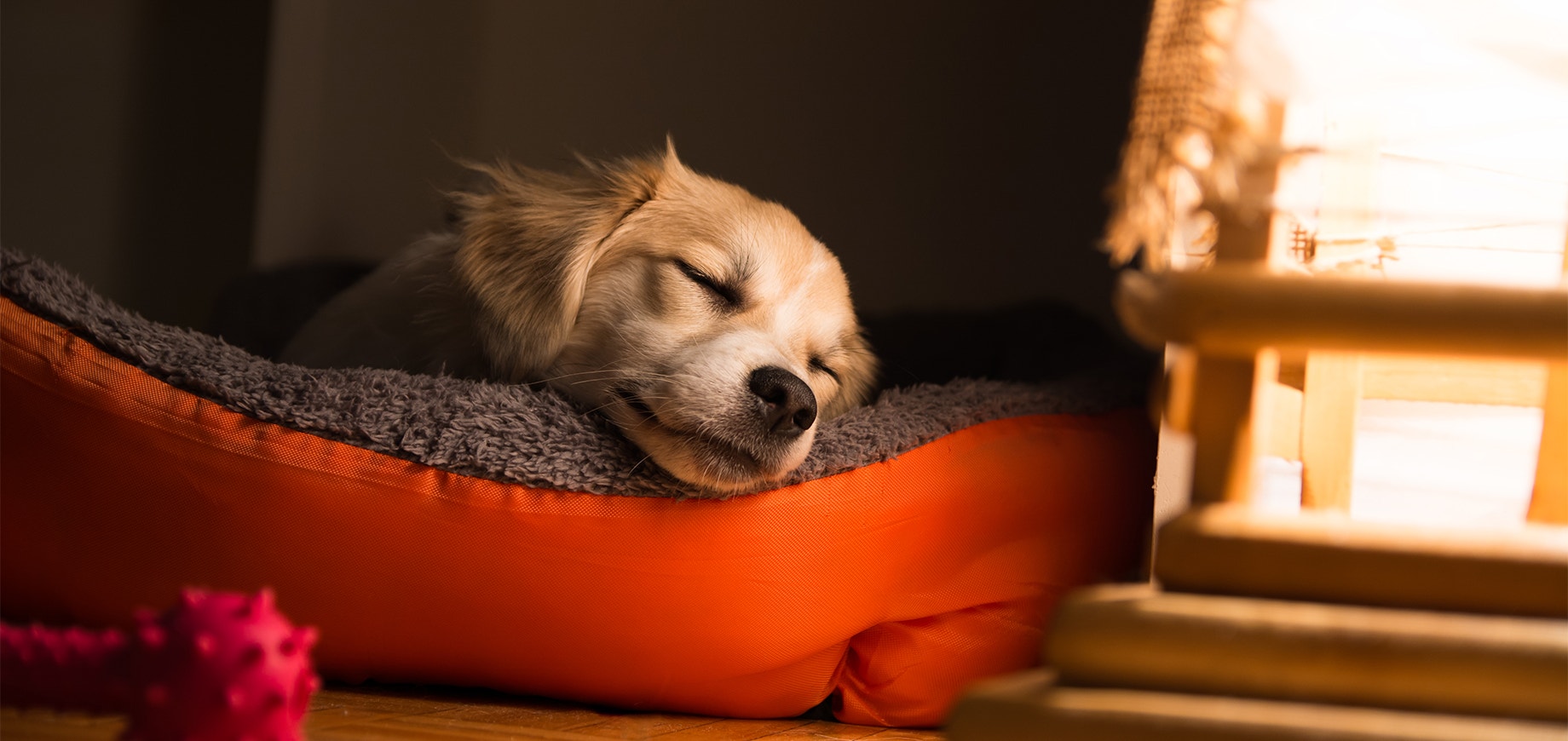 Hund liegt schlafend in seinem Bett